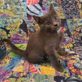 Squirt -  Domestic Short Hair Cat for Adoption in Lauderdale, Minnesota - Squirt | PetCurious