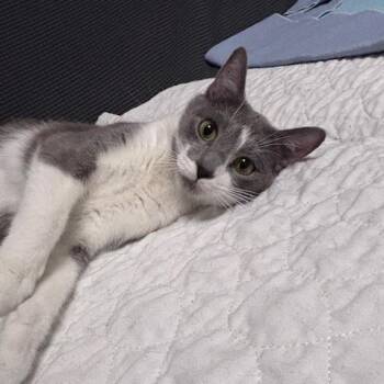 Domestic Short Hair Cats Available for Adoption in Belleville, Illinois - Kate Spayed | PetCurious