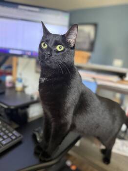 Domestic Short Hair Cats Available for Adoption - Mercy | PetCurious