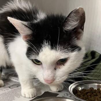 Chloe -  Domestic Short Hair Cat for Adoption in Dekalb, Illinois - Chloe | PetCurious