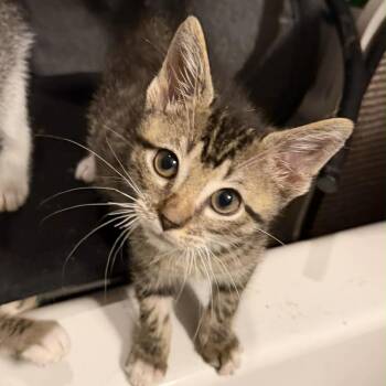Michael -  Domestic Short Hair Cat for Adoption in Leander, Texas - Michael | PetCurious