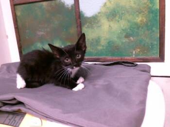 FRANCINE -  Domestic Short Hair Cat for Adoption in Houston, Texas - FRANCINE | PetCurious