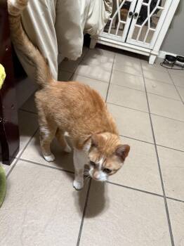 Piosi -  Domestic Short Hair Cat for Adoption in Lancaster, California - Piosi | PetCurious