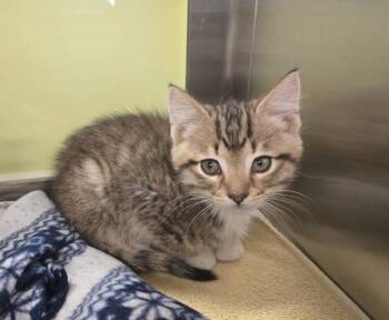 Domestic Short Hair Cats Available for Adoption in Dickson, Tennessee - Percy | PetCurious