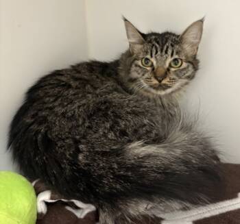 Rescue Domestic Medium Hair and Domestic Short Hair Cats for Adoption in Lebec, California - Feathers | PetCurious