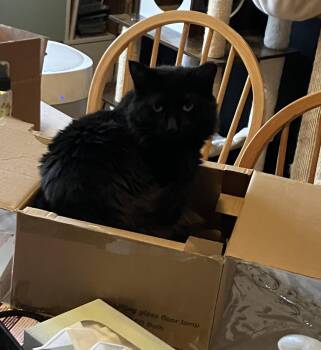 Domestic Long Hair Cats Available for Adoption - Tattersail | PetCurious