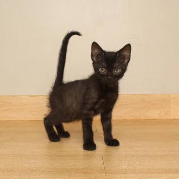 Keitt C70763 -  Domestic Short Hair Cat for Adoption in Minnetonka, Minnesota - Keitt C70763 | PetCurious