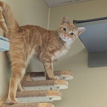 Rescue Domestic Short Hair Cats for Adoption in Chicago, Illinois - Turbo Blaster | PetCurious