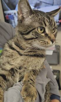 Tabby Cats Available for Adoption - AC Arthur | PetCurious