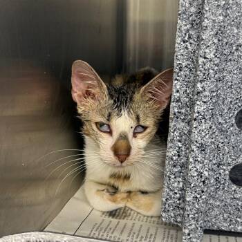 Domestic Short Hair Cats Available for Adoption in Pauls Valley, Oklahoma - Cherimoya | PetCurious