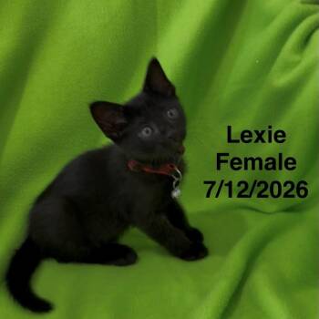 Lexie -  Domestic Short Hair Cat for Adoption in League City, Texas - Lexie | PetCurious