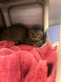 Screech -  Domestic Short Hair Cat for Adoption in New Cumberland, West Virginia - Screech | PetCurious