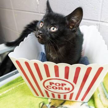 Disco baby -  Domestic Short Hair Cat for Adoption in South Elgin, Illinois - Disco Baby | PetCurious