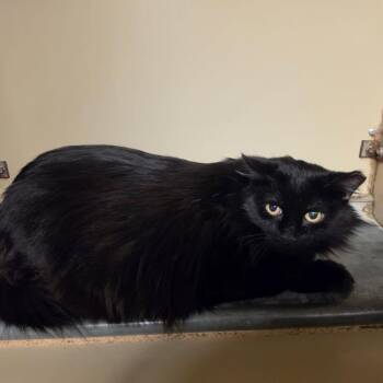 Phantom -  Domestic Long Hair Cat for Adoption in Murray, Utah - Phantom | PetCurious