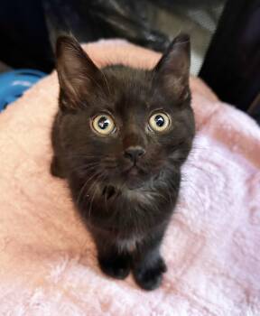 Coco -  Domestic Medium Hair Cat for Adoption in Durango, Colorado - Coco | PetCurious
