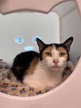 Domestic Short Hair Cats Available for Adoption in Leesburg, Virginia - PUDGE | PetCurious