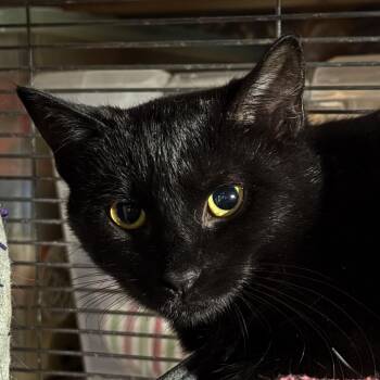 Virginia -  Domestic Short Hair Cat for Adoption in Harrisburg, Pennsylvania - Virginia | PetCurious