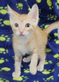 Pippette -  Domestic Short Hair Cat for Adoption in Thief River Falls, Minnesota - Pippette | PetCurious