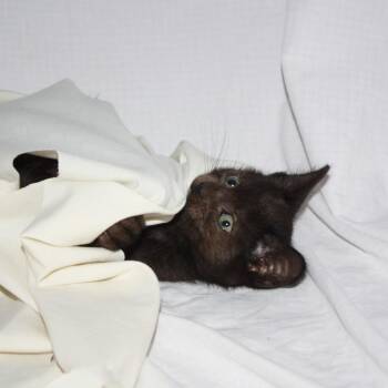 Cupcake -  Domestic Short Hair Cat for Adoption in Greenwood, Missouri - Cupcake | PetCurious