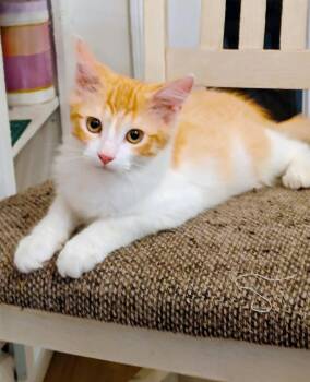Fred -  Domestic Long Hair Cat for Adoption in Riverside, California - Fred | PetCurious
