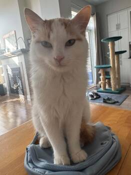 Picasso -  Domestic Short Hair Cat for Adoption in Ottawa, Ontario - Picasso | PetCurious