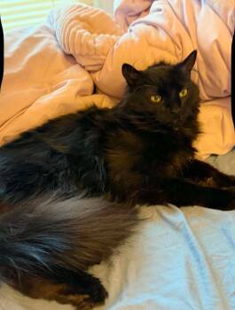 Binx -  Domestic Long Hair Cat for Adoption in Naugatuck, Connecticut - Binx | PetCurious