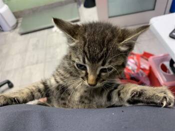 Domestic Short Hair Cats Available for Adoption in Grand Prairie, Texas - NOLA | PetCurious
