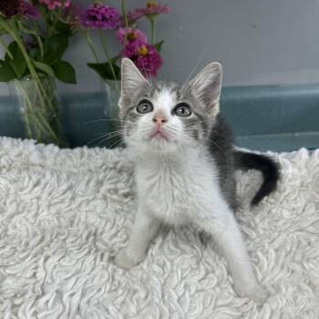 Pockets -  Domestic Short Hair Cat for Adoption in Bardstown, Kentucky - Pockets | PetCurious
