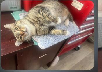 Maisie -  Domestic Short Hair Cat for Adoption - Maisie | PetCurious
