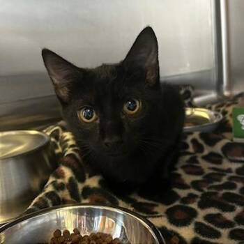 Dr Pepper -  Domestic Short Hair Cat for Adoption in Knoxville, Tennessee - Dr Pepper | PetCurious