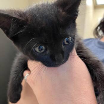 Marceline -  Domestic Short Hair Cat for Adoption in Lake Panasoffkee, Florida - Marceline | PetCurious
