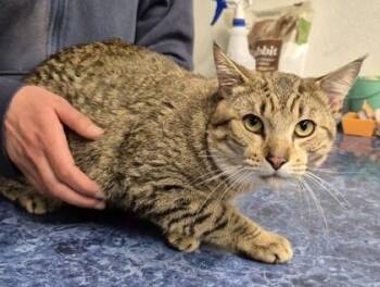 Domestic Short Hair Cats Available for Adoption in Butte, Montana - Warren | PetCurious