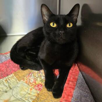 Colina -  Domestic Short Hair Cat for Adoption in Spokane, Washington - Colina | PetCurious