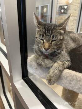 Charity -  American Shorthair and Domestic Short Hair Cat for Adoption in North Richland Hills, Texas - Charity | PetCurious