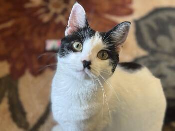 Rescue Tabby and Siamese Cats for Adoption in Killingly, Connecticut - Charley Kitty (she