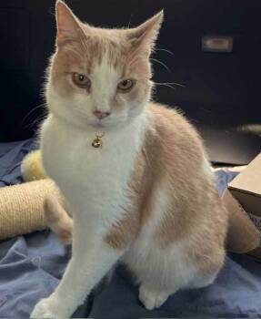 Rescue Tabby Cats for Adoption in Franklin, Tennessee - MOOCHIE | PetCurious