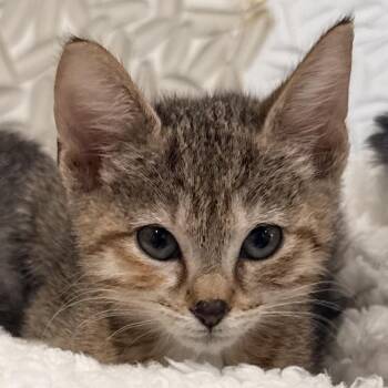 Minnie (Harvey) -  Domestic Short Hair Cat for Adoption in Titusville, Florida - Minnie (Harvey) | PetCurious