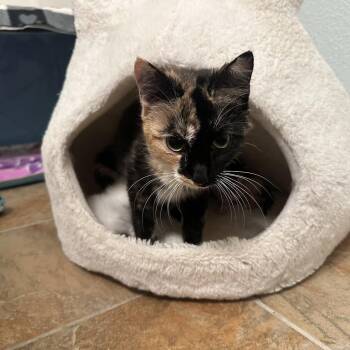 Domestic Short Hair Cats Available for Adoption in Madison, Wisconsin - Lily | PetCurious