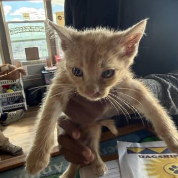 Duke -  Domestic Short Hair Cat for Adoption in Deming, New Mexico - Duke | PetCurious