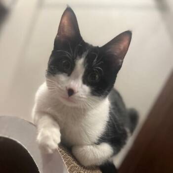 Rescue Domestic Short Hair Cats for Adoption in Foxfield, Colorado - Tally | PetCurious