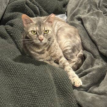 Duchess -  Domestic Short Hair Cat for Adoption in Lemoyne, Pennsylvania - Duchess | PetCurious
