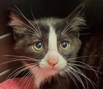 Soup -  Domestic Short Hair Cat for Adoption in Kansas City, Missouri - Soup | PetCurious