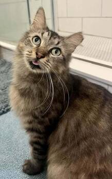 Rescue Domestic Short Hair Cats for Adoption in INDN HBR BCH, Florida - Buttercup | PetCurious