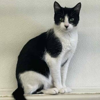 Rescue Domestic Short Hair Cats for Adoption in St. Helena, California - Lani | PetCurious