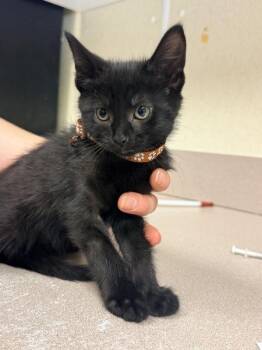 Jenny Saville -  Domestic Short Hair Cat for Adoption in Salisbury, Maryland - Jenny Saville | PetCurious