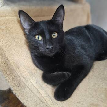 Rescue Domestic Short Hair Cats for Adoption in Laredo, Texas - Sweetheart | PetCurious