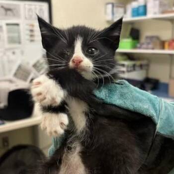 South Boston -  Domestic Short Hair Cat for Adoption in Lynchburg, Virginia - South Boston | PetCurious