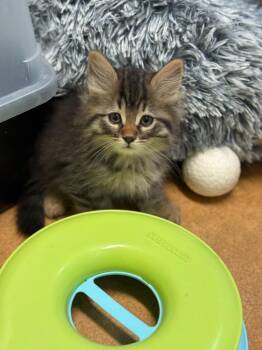 Tantor -  Domestic Long Hair Cat for Adoption in Thayne, Wyoming - Tantor | PetCurious