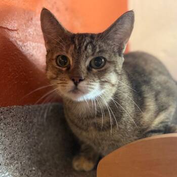 Precious -  Domestic Short Hair Cat for Adoption in Sarasota, Florida - Precious | PetCurious