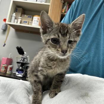 Elsa -  Domestic Short Hair Cat for Adoption in Starkville, Mississippi - Elsa | PetCurious